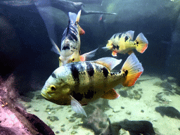 Tiger Oscars at the Oceanium at the Diergaarde Blijdorp zoo