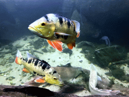 Tiger Oscars and Silver Arowanas at the Oceanium at the Diergaarde Blijdorp zoo
