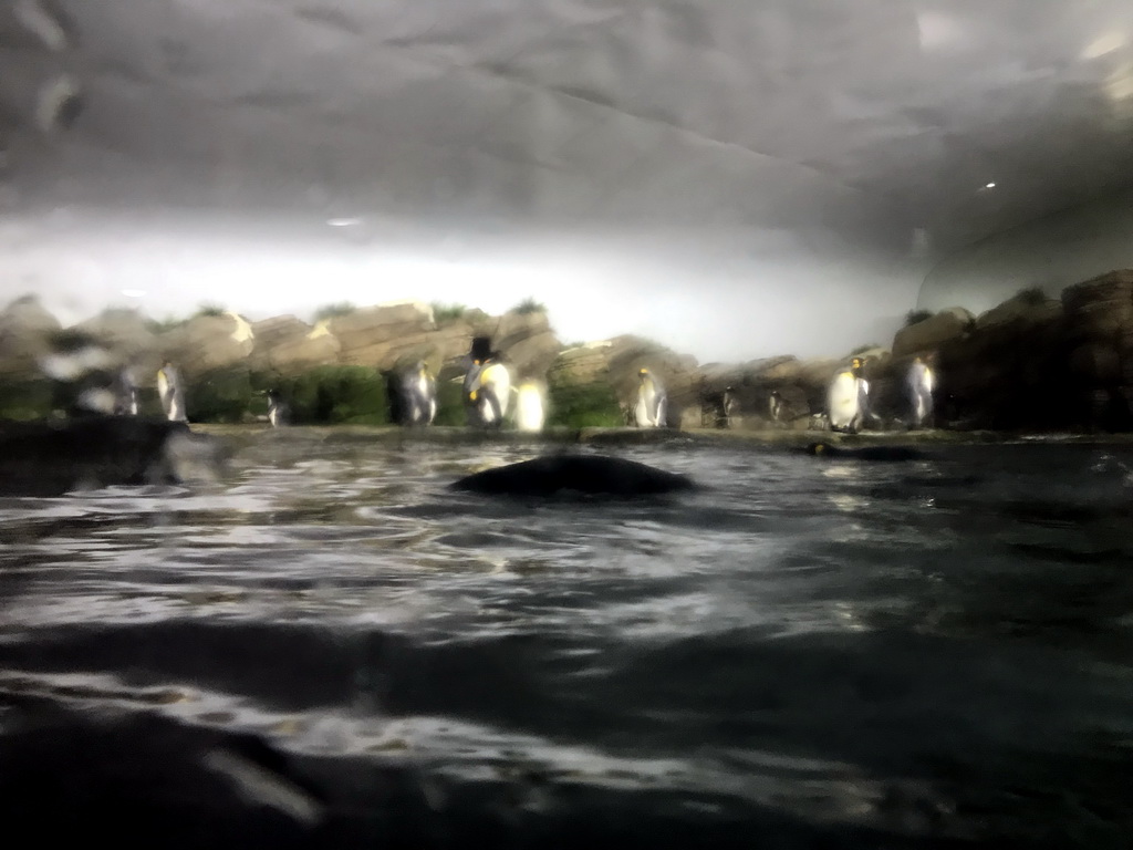 King Penguins and Gentoo Penguins at the Falklands section at the Oceanium at the Diergaarde Blijdorp zoo