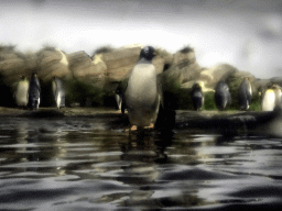 King Penguins and Gentoo Penguins at the Falklands section at the Oceanium at the Diergaarde Blijdorp zoo