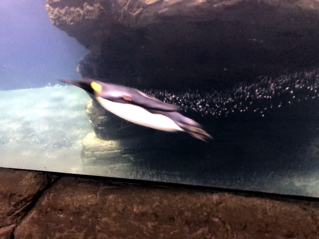 King Penguin at the Falklands section at the Oceanium at the Diergaarde Blijdorp zoo