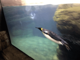 King Penguin at the Falklands section at the Oceanium at the Diergaarde Blijdorp zoo