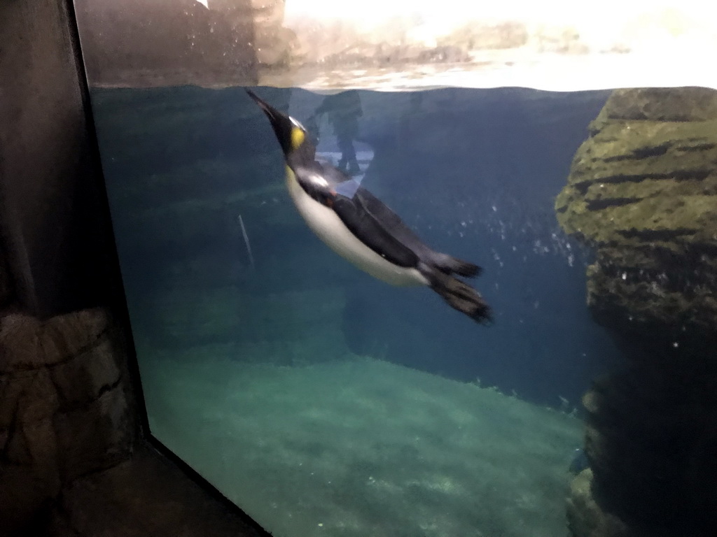 King Penguin at the Falklands section at the Oceanium at the Diergaarde Blijdorp zoo