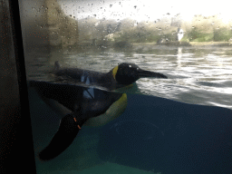 King Penguins at the Falklands section at the Oceanium at the Diergaarde Blijdorp zoo