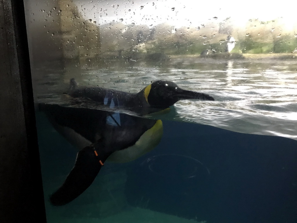 King Penguins at the Falklands section at the Oceanium at the Diergaarde Blijdorp zoo