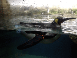 King Penguins at the Falklands section at the Oceanium at the Diergaarde Blijdorp zoo