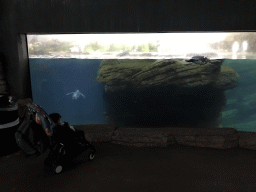 Max with King Penguins at the Falklands section at the Oceanium at the Diergaarde Blijdorp zoo