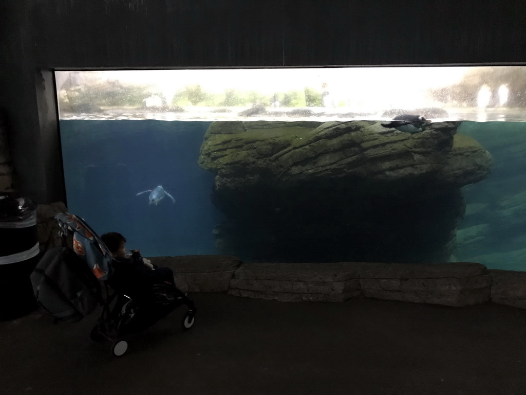 Max with King Penguins at the Falklands section at the Oceanium at the Diergaarde Blijdorp zoo