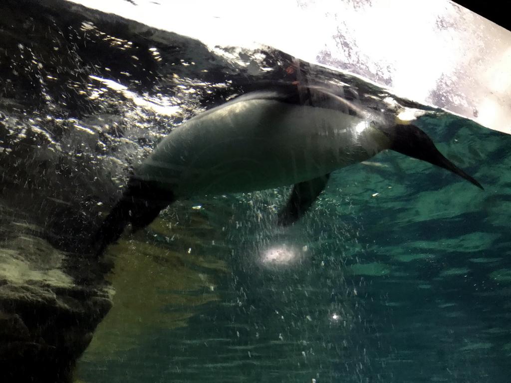 King Penguin at the Falklands section at the Oceanium at the Diergaarde Blijdorp zoo