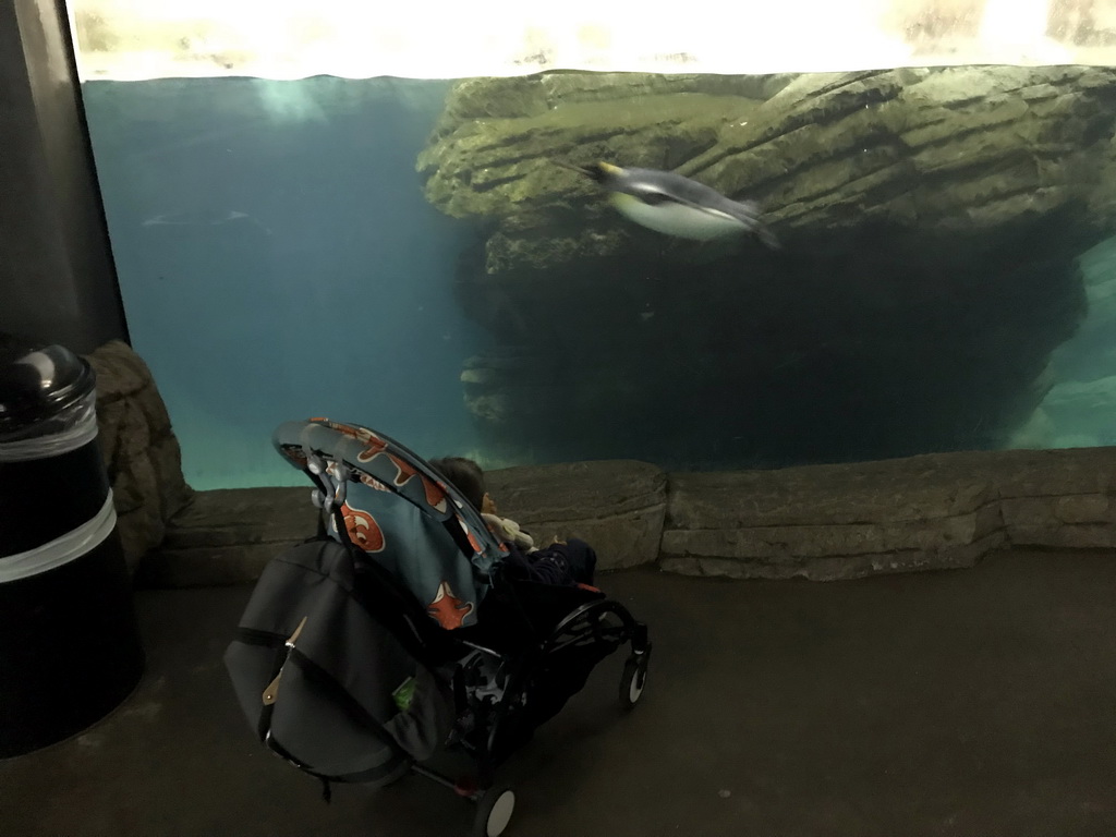 Max with King Penguins at the Falklands section at the Oceanium at the Diergaarde Blijdorp zoo