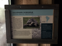 Explanation on the Galapagos Tortoises at the Galapagos section at the Oceanium at the Diergaarde Blijdorp zoo