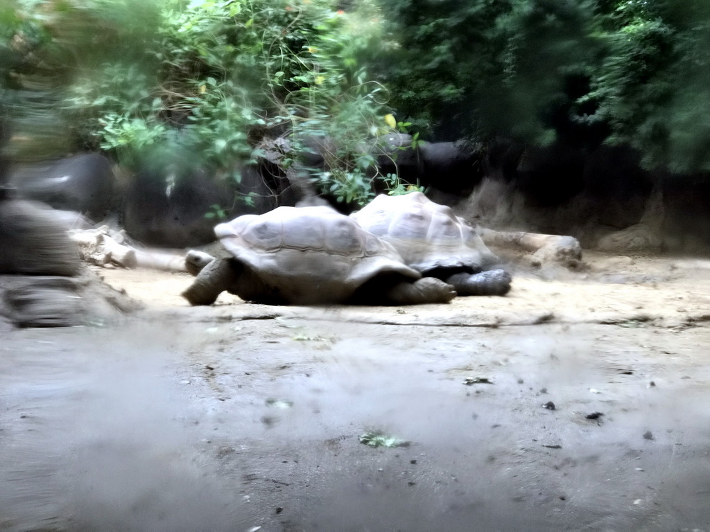 Galapagos Tortoises at the Galapagos section at the Oceanium at the Diergaarde Blijdorp zoo