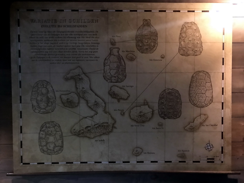 Information on the evolution of the shells of Tortoises, at the Galapagos section at the Oceanium at the Diergaarde Blijdorp zoo