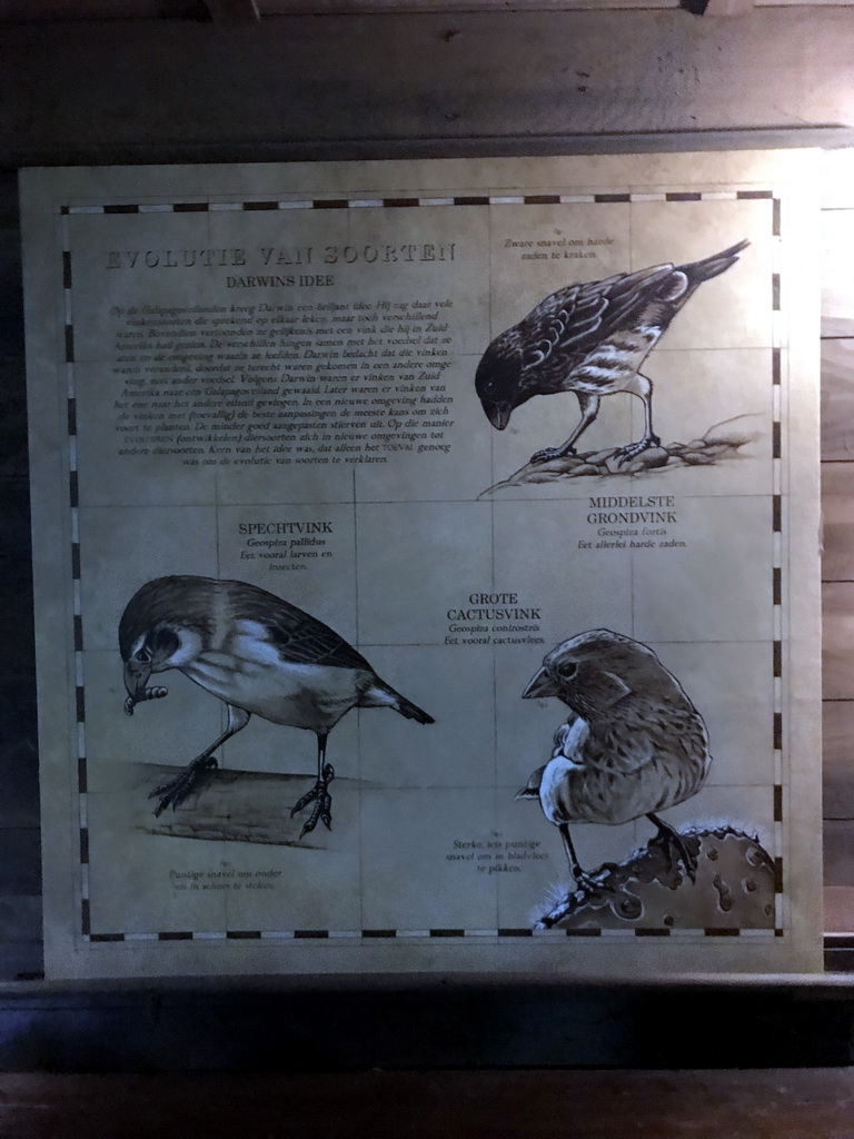 Information on the evolution of Finches, at the Galapagos section at the Oceanium at the Diergaarde Blijdorp zoo