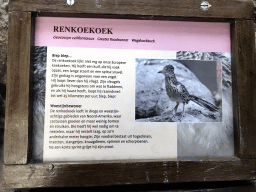 Explanation on the Greater Roadrunner at the Sea of Cortes section at the Oceanium at the Diergaarde Blijdorp zoo
