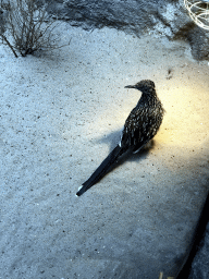 Greater Roadrunner at the Sea of Cortes section at the Oceanium at the Diergaarde Blijdorp zoo