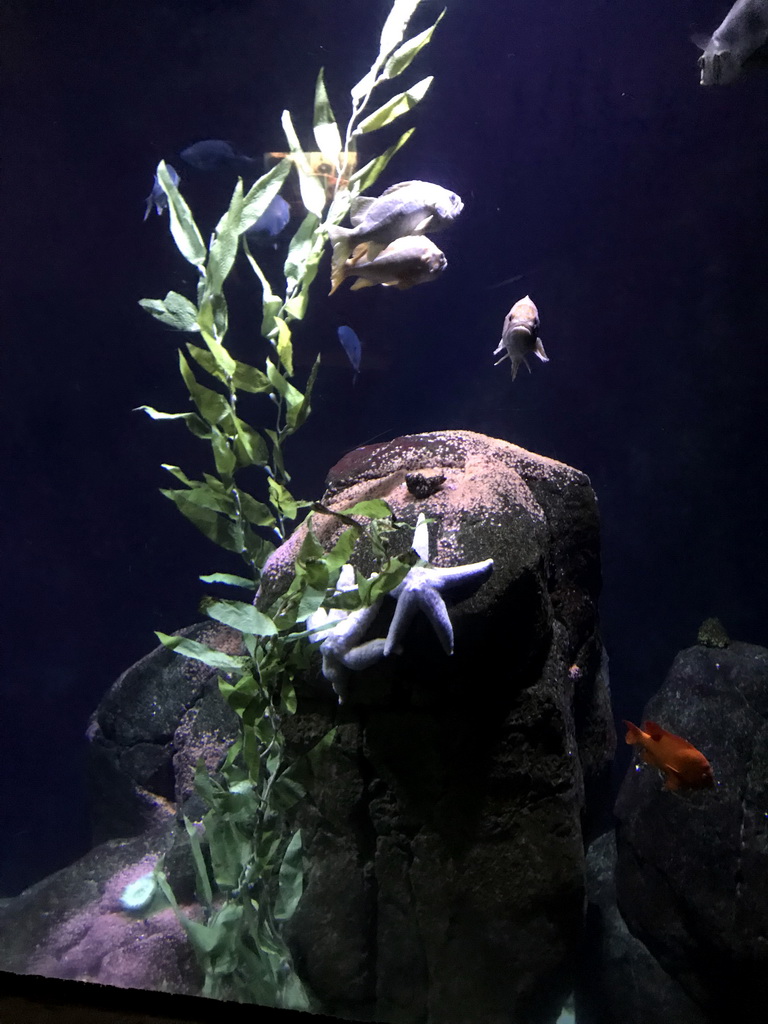 Fish and starfish at the Oceanium at the Diergaarde Blijdorp zoo