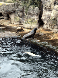 California Sea Lions at the Oceanium at the Diergaarde Blijdorp zoo, during the feeding