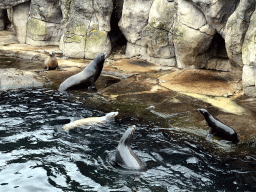 California Sea Lions at the Oceanium at the Diergaarde Blijdorp zoo, during the feeding