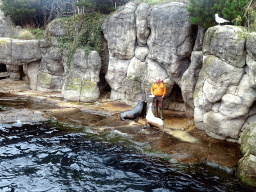 Zookeeper and California Sea Lions at the Oceanium at the Diergaarde Blijdorp zoo, during the feeding