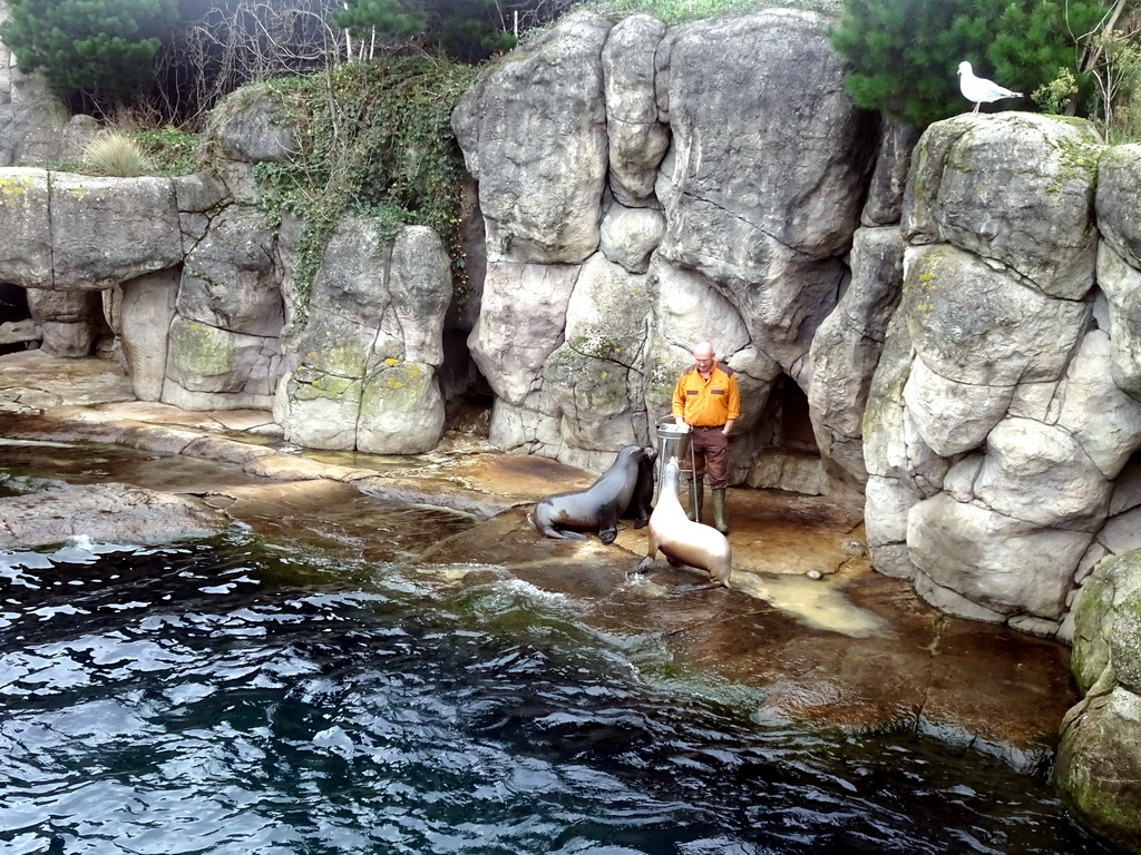 Zookeeper and California Sea Lions at the Oceanium at the Diergaarde Blijdorp zoo, during the feeding