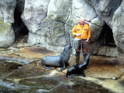 Zookeeper and California Sea Lions at the Oceanium at the Diergaarde Blijdorp zoo, during the feeding