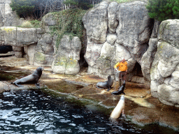 Zookeeper and California Sea Lions at the Oceanium at the Diergaarde Blijdorp zoo, during the feeding