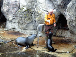 Zookeeper and California Sea Lions at the Oceanium at the Diergaarde Blijdorp zoo, during the feeding