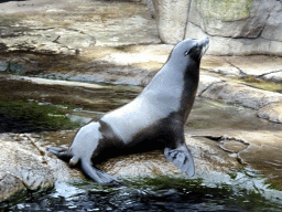 California Sea Lion at the Oceanium at the Diergaarde Blijdorp zoo, during the feeding
