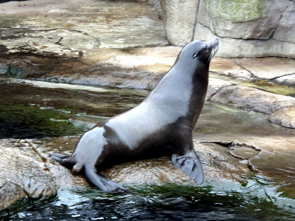 California Sea Lion at the Oceanium at the Diergaarde Blijdorp zoo, during the feeding