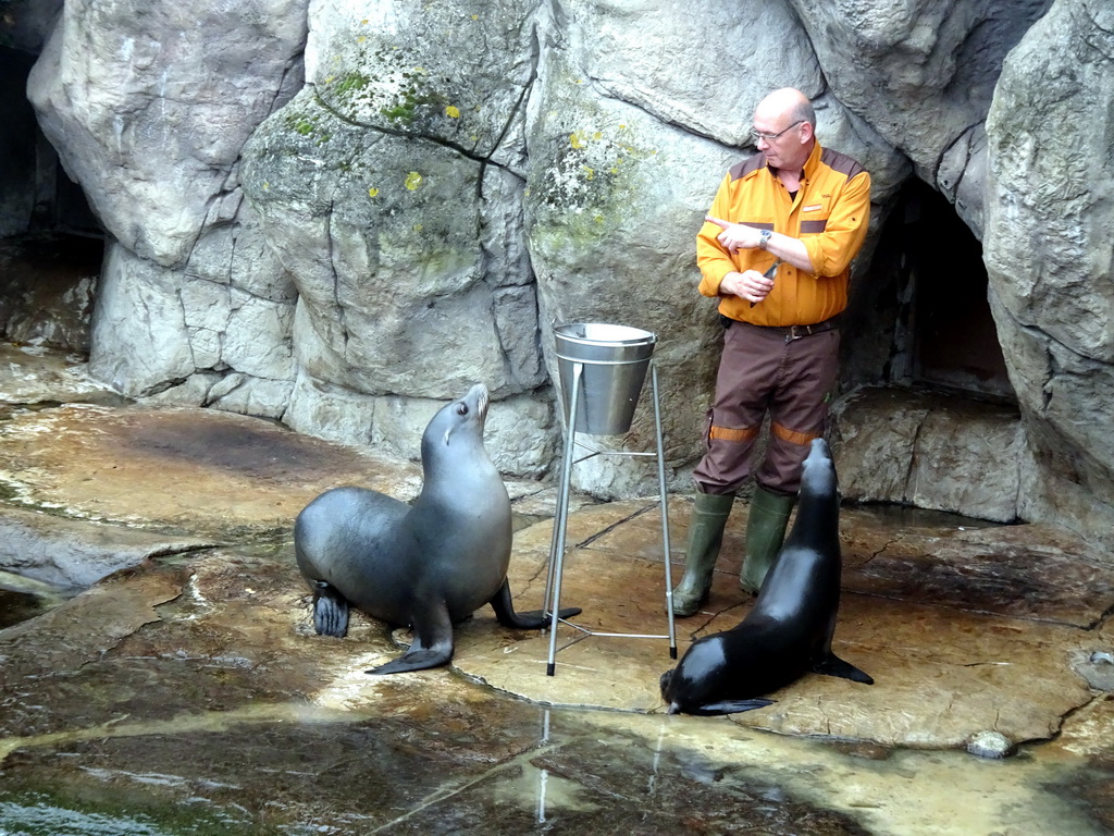 Zookeeper and California Sea Lions at the Oceanium at the Diergaarde Blijdorp zoo, during the feeding