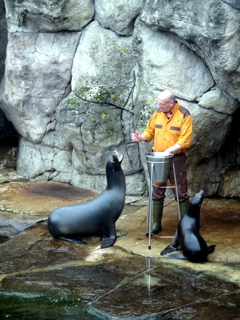 Zookeeper and California Sea Lions at the Oceanium at the Diergaarde Blijdorp zoo, during the feeding
