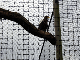 Steller`s Sea Eagle at the North America area at the Diergaarde Blijdorp zoo