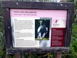 Explanation on the Steller`s Sea Eagle at the North America area at the Diergaarde Blijdorp zoo