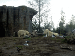 Polar bears at the North America area at the Diergaarde Blijdorp zoo