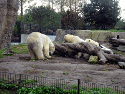 Polar bears at the North America area at the Diergaarde Blijdorp zoo