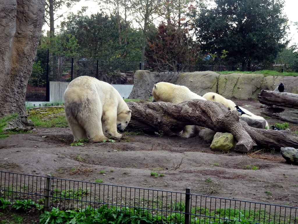 Polar bears at the North America area at the Diergaarde Blijdorp zoo