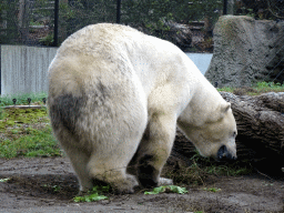 Polar bear at the North America area at the Diergaarde Blijdorp zoo