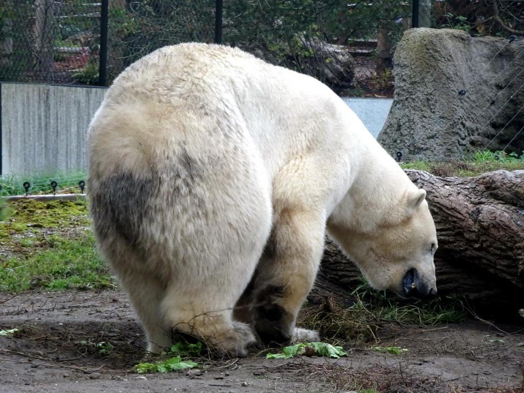 Polar bear at the North America area at the Diergaarde Blijdorp zoo