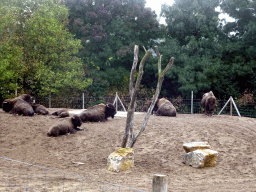 American Bisons at the North America area at the Diergaarde Blijdorp zoo