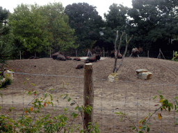 American Bisons at the North America area at the Diergaarde Blijdorp zoo