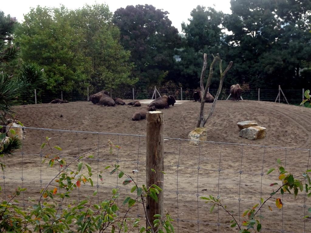 American Bisons at the North America area at the Diergaarde Blijdorp zoo