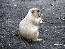 Prairie Dog at the North America area at the Diergaarde Blijdorp zoo