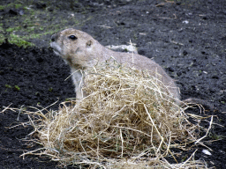 Prairie Dog at the North America area at the Diergaarde Blijdorp zoo