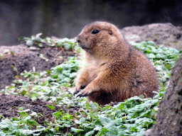 Prairie Dog at the North America area at the Diergaarde Blijdorp zoo