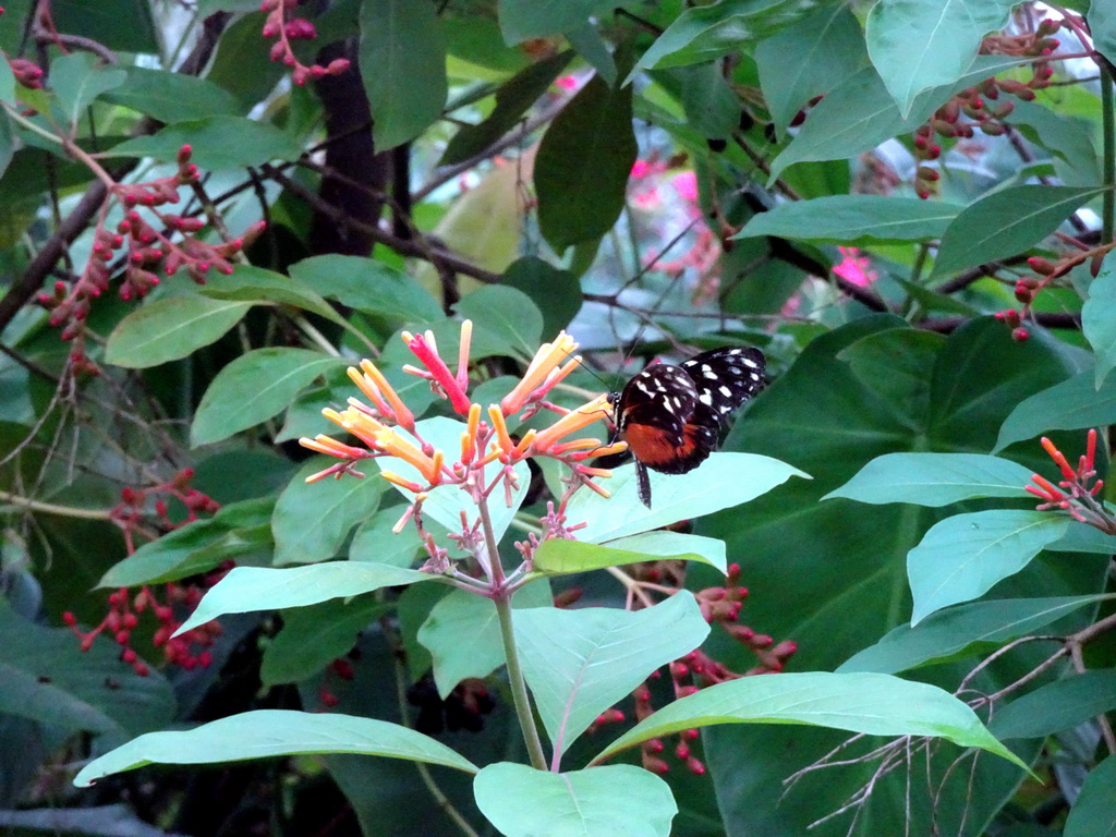 Butterfly in the Amazonica building at the South America area at the Diergaarde Blijdorp zoo