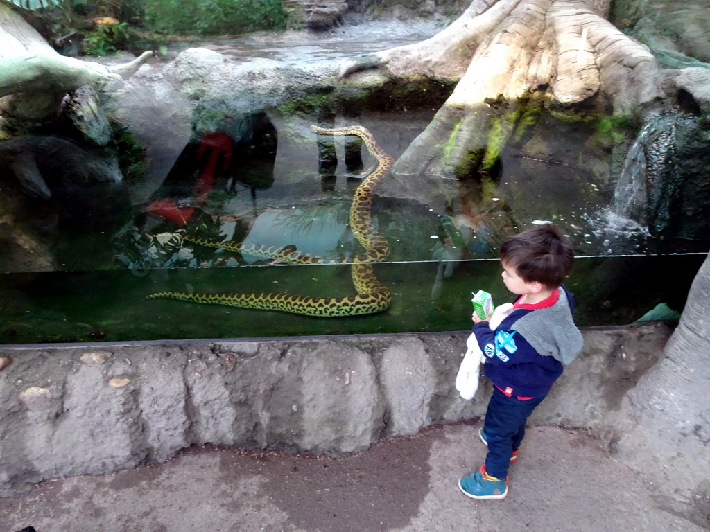 Max with a snake in the Amazonica building at the South America area at the Diergaarde Blijdorp zoo