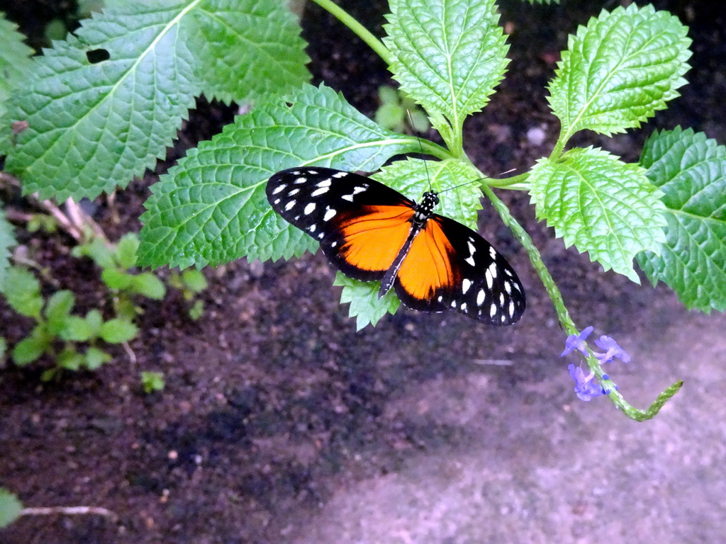 Butterfly in the Amazonica building at the South America area at the Diergaarde Blijdorp zoo