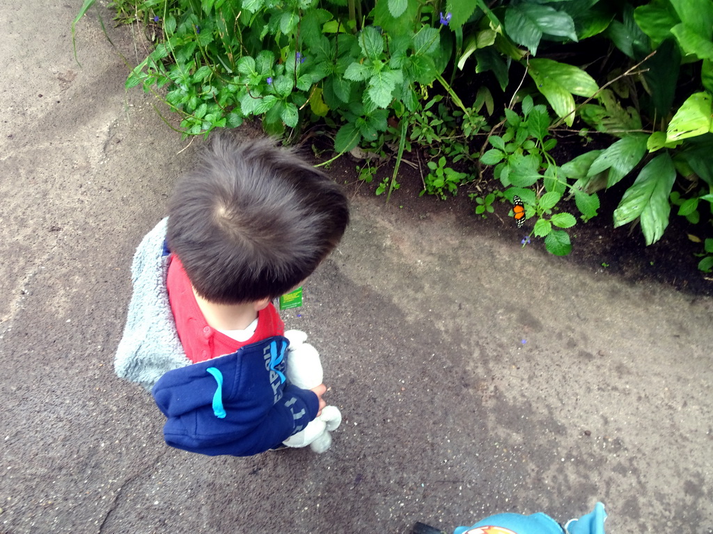 Max with a butterfly in the Amazonica building at the South America area at the Diergaarde Blijdorp zoo