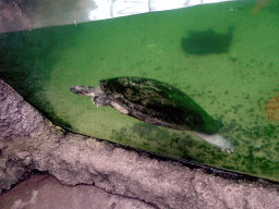 Turtle in the Amazonica building at the South America area at the Diergaarde Blijdorp zoo